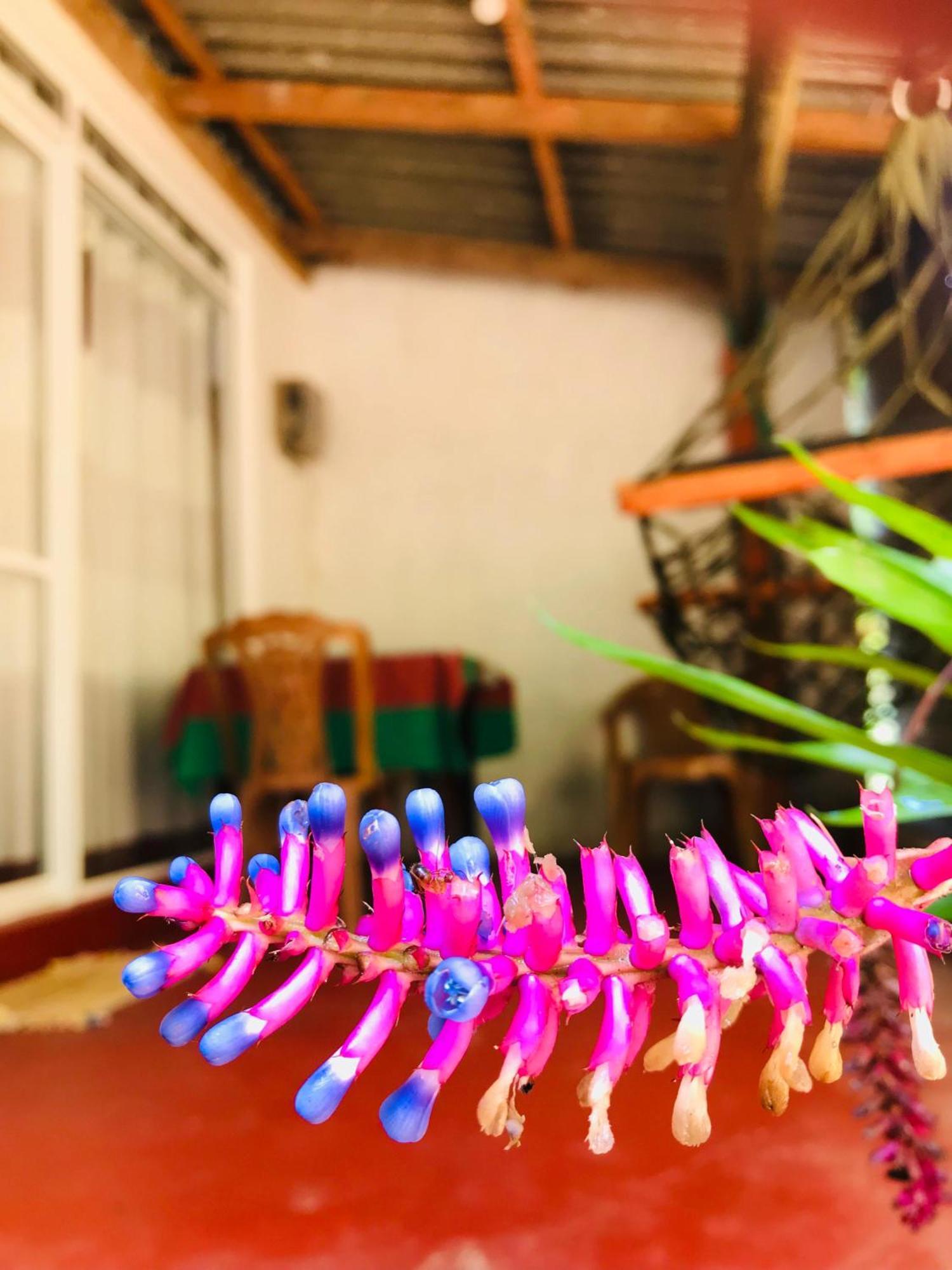 Ella Jungle Inn Homestay And Tree House Exterior photo