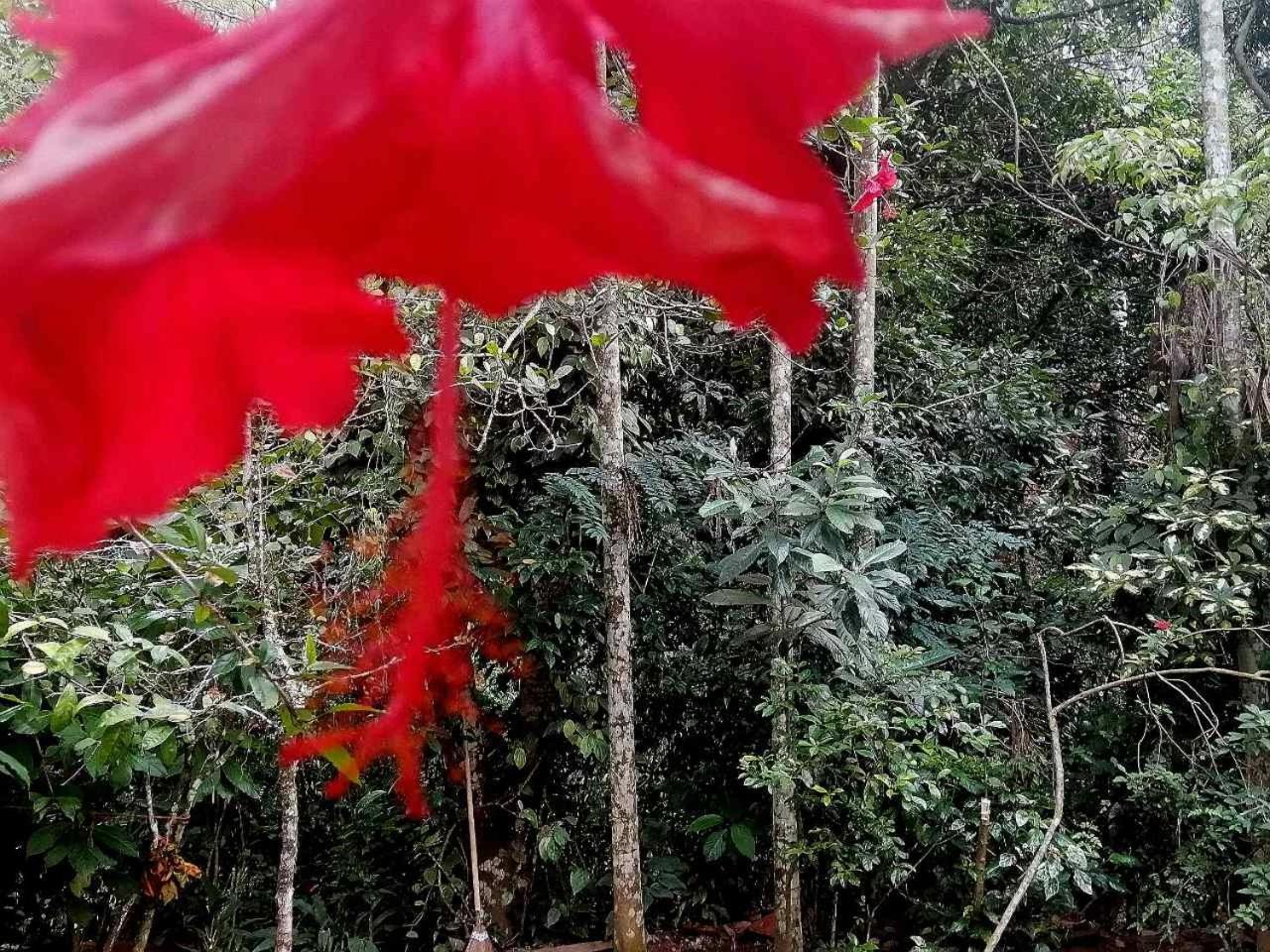 Ella Jungle Inn Homestay And Tree House Exterior photo