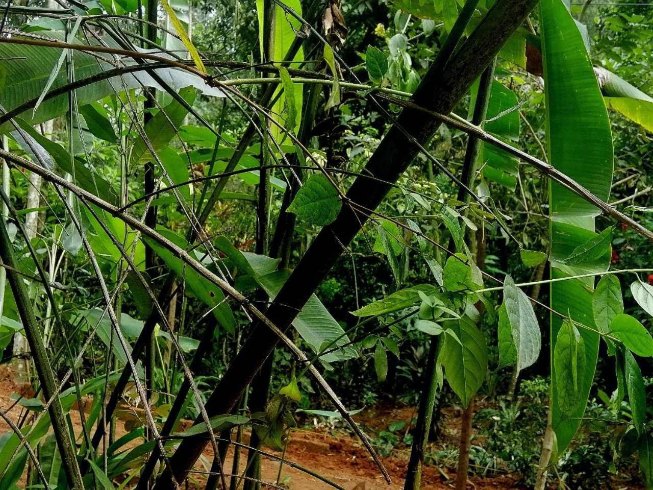 Ella Jungle Inn Homestay And Tree House Exterior photo