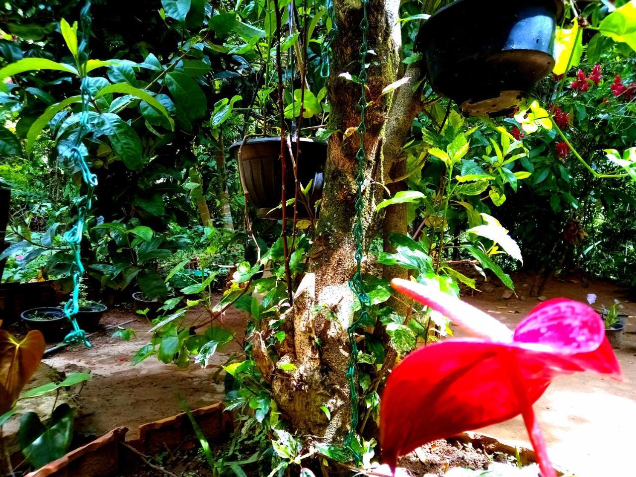 Ella Jungle Inn Homestay And Tree House Exterior photo