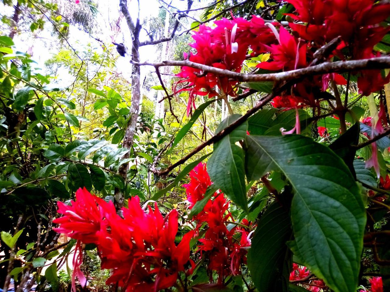 Ella Jungle Inn Homestay And Tree House Exterior photo